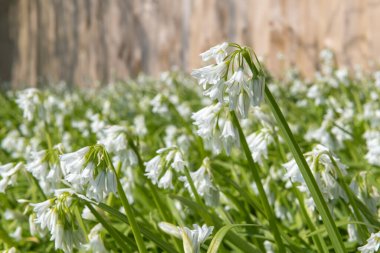 Üç köşeli pırasa (allium triquetrum) çiçeğinin açılışını kapat