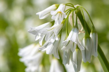 Üç köşeli pırasa (allium triquetrum) çiçeğinin açılışını kapat