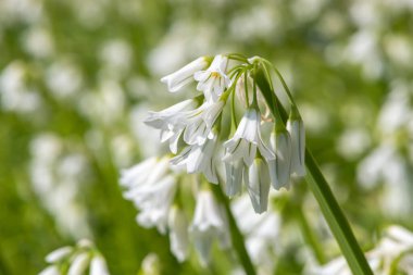 Üç köşeli pırasa (allium triquetrum) çiçeğinin açılışını kapat