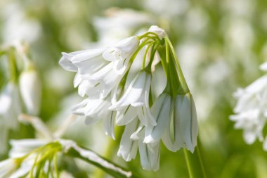 Üç köşeli pırasa (allium triquetrum) çiçeğinin açılışını kapat