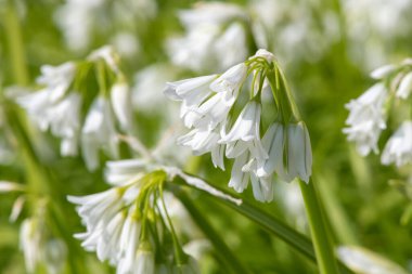 Üç köşeli pırasa (allium triquetrum) çiçeğinin açılışını kapat