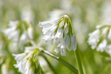 Üç köşeli pırasa (allium triquetrum) çiçeğinin açılışını kapat