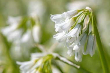 Üç köşeli pırasa (allium triquetrum) çiçeğinin açılışını kapat
