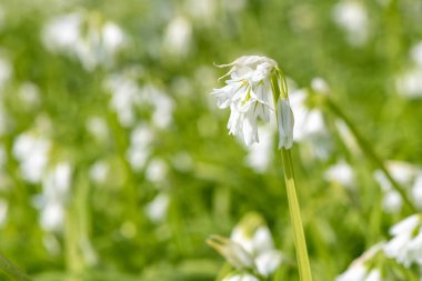 Üç köşeli pırasa (allium triquetrum) çiçeğinin açılışını kapat