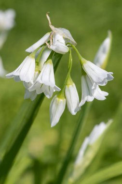 Üç köşeli pırasa (allium triquetrum) çiçeğinin açılışını kapat