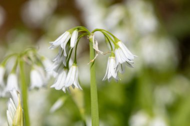 Üç köşeli pırasa (allium triquetrum) çiçeğinin açılışını kapat