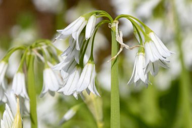 Üç köşeli pırasa (allium triquetrum) çiçeğinin açılışını kapat