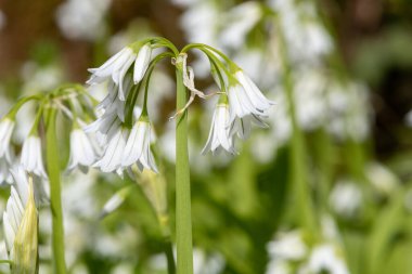 Üç köşeli pırasa (allium triquetrum) çiçeğinin açılışını kapat