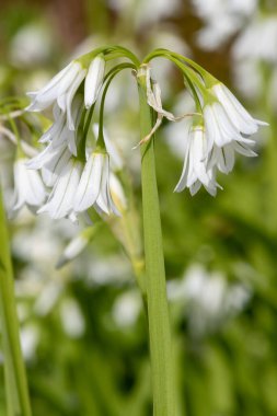 Üç köşeli pırasa (allium triquetrum) çiçeğinin açılışını kapat