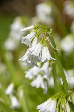 Üç köşeli pırasa (allium triquetrum) çiçeğinin açılışını kapat