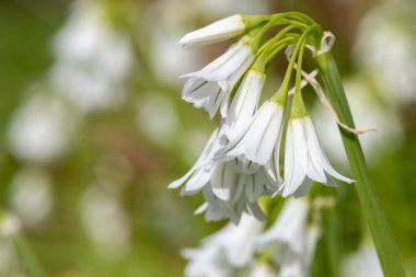 Üç köşeli pırasa (allium triquetrum) çiçeğinin açılışını kapat