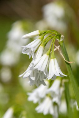 Üç köşeli pırasa (allium triquetrum) çiçeğinin açılışını kapat