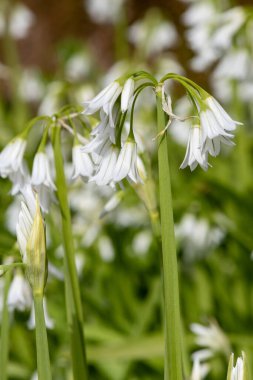 Üç köşeli pırasa (allium triquetrum) çiçeğinin açılışını kapat