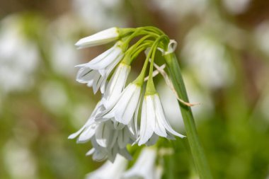 Üç köşeli pırasa (allium triquetrum) çiçeğinin açılışını kapat