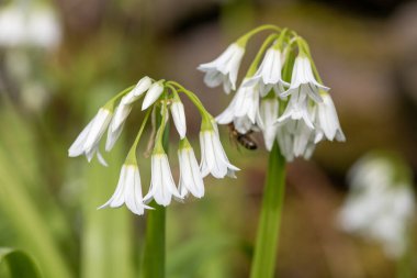 Üç köşeli pırasa (allium triquetrum) çiçeğinin açılışını kapat
