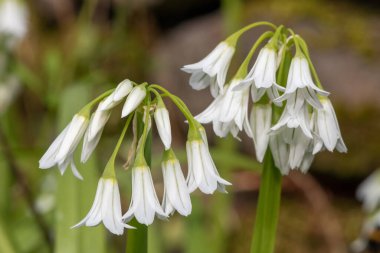 Üç köşeli pırasa (allium triquetrum) çiçeğinin açılışını kapat