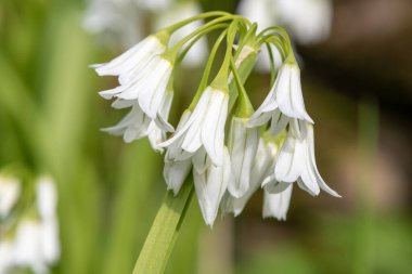 Üç köşeli pırasa (allium triquetrum) çiçeğinin açılışını kapat