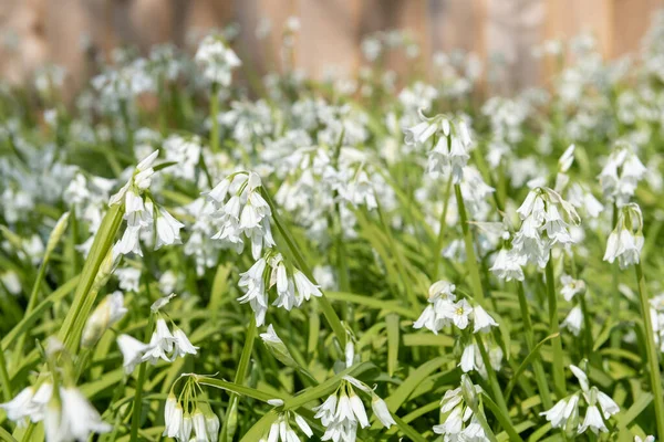 Üç köşeli pırasa (allium triquetrum) çiçeğinin açılışını kapat