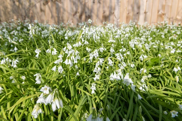 Üç köşeli pırasa (allium triquetrum) çiçeğinin açılışını kapat