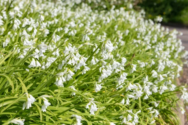 Üç köşeli pırasa (allium triquetrum) çiçeğinin açılışını kapat