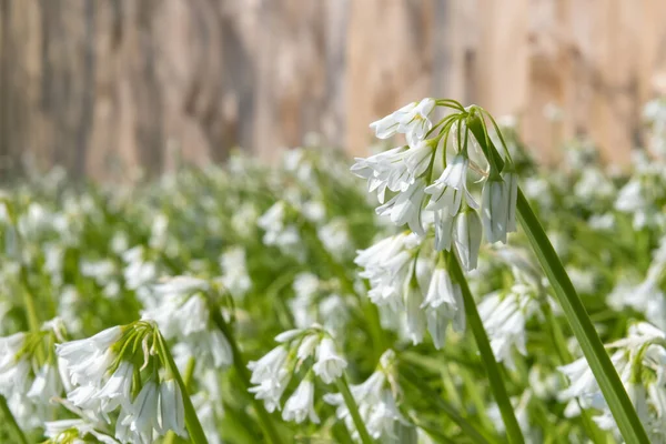 Üç köşeli pırasa (allium triquetrum) çiçeğinin açılışını kapat