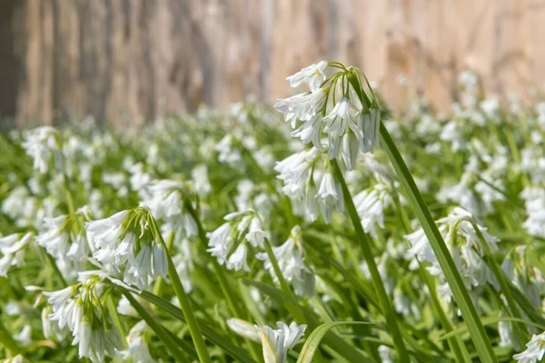 Üç köşeli pırasa (allium triquetrum) çiçeğinin açılışını kapat