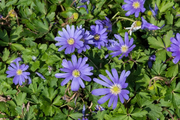 Close Balkan Anemone Anemonoides Blanda Flowers Bloom — Stok Foto