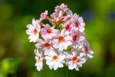 Çiçek açan pembe bir şamdan çiçeğinin (candelebra primula) kapağını kapat