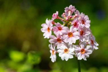 Çiçek açan pembe bir şamdan çiçeğinin (candelebra primula) kapağını kapat