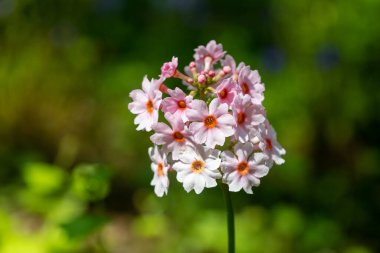 Çiçek açan pembe bir şamdan çiçeğinin (candelebra primula) kapağını kapat