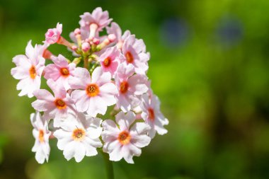 Çiçek açan pembe bir şamdan çiçeğinin (candelebra primula) kapağını kapat