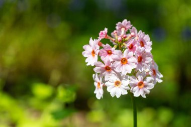 Çiçek açan pembe bir şamdan çiçeğinin (candelebra primula) kapağını kapat