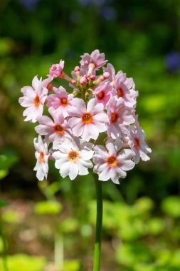 Çiçek açan pembe bir şamdan çiçeğinin (candelebra primula) kapağını kapat