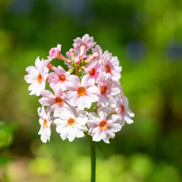 Çiçek açan pembe bir şamdan çiçeğinin (candelebra primula) kapağını kapat