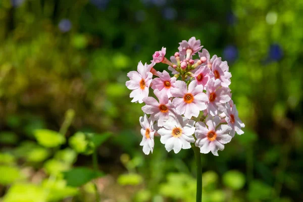 Çiçek açan pembe bir şamdan çiçeğinin (candelebra primula) kapağını kapat
