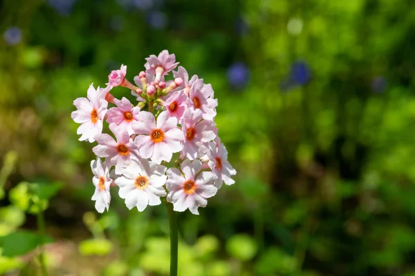 Çiçek açan pembe bir şamdan çiçeğinin (candelebra primula) kapağını kapat