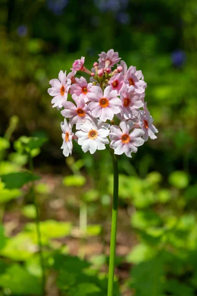 Çiçek açan pembe bir şamdan çiçeğinin (candelebra primula) kapağını kapat