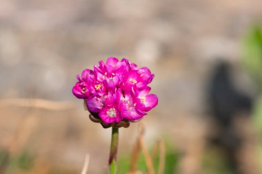 Çiçek açan bir deniz bitkisinin (armeria maritima) yakınında
