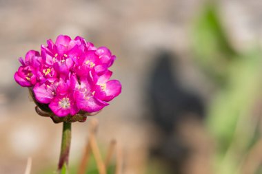 Çiçek açan bir deniz bitkisinin (armeria maritima) yakınında