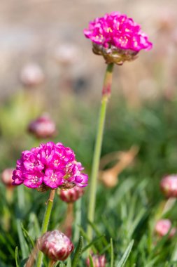 Çiçek açan bir deniz bitkisinin (armeria maritima) yakınında