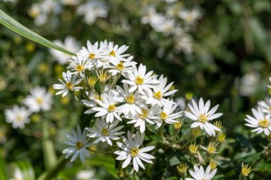Tozlu bir papatyadaki çiçekleri kapat (olearia lirata)