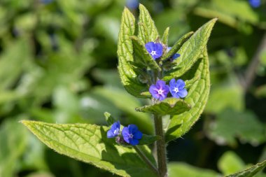 Yeşil bir alkaneti kapat (pentaglottis sempervirens)