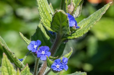 Yeşil bir alkaneti kapat (pentaglottis sempervirens)