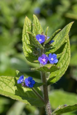 Yeşil bir alkaneti kapat (pentaglottis sempervirens)