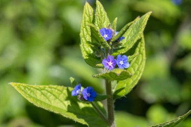 Yeşil bir alkaneti kapat (pentaglottis sempervirens)