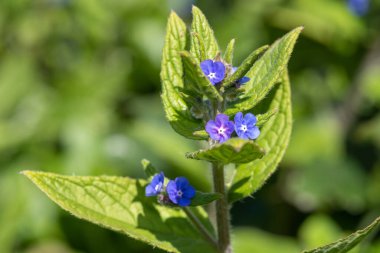 Yeşil bir alkaneti kapat (pentaglottis sempervirens)