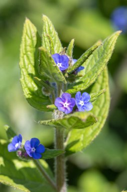 Yeşil bir alkaneti kapat (pentaglottis sempervirens)