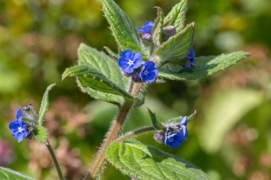 Yeşil bir alkaneti kapat (pentaglottis sempervirens)