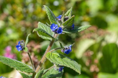 Yeşil bir alkaneti kapat (pentaglottis sempervirens)