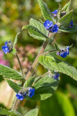 Yeşil bir alkaneti kapat (pentaglottis sempervirens)